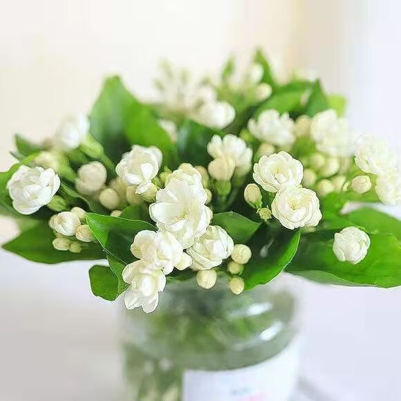 茉莉花束送男友茉莉花新鲜香味浓斗南基地直发冷链摆地摊手捧花求婚用