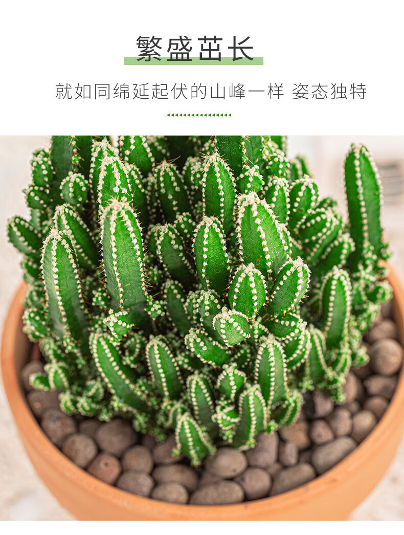 万重山多肉植物室内办公桌多肉植物四季好养 万重山2盆