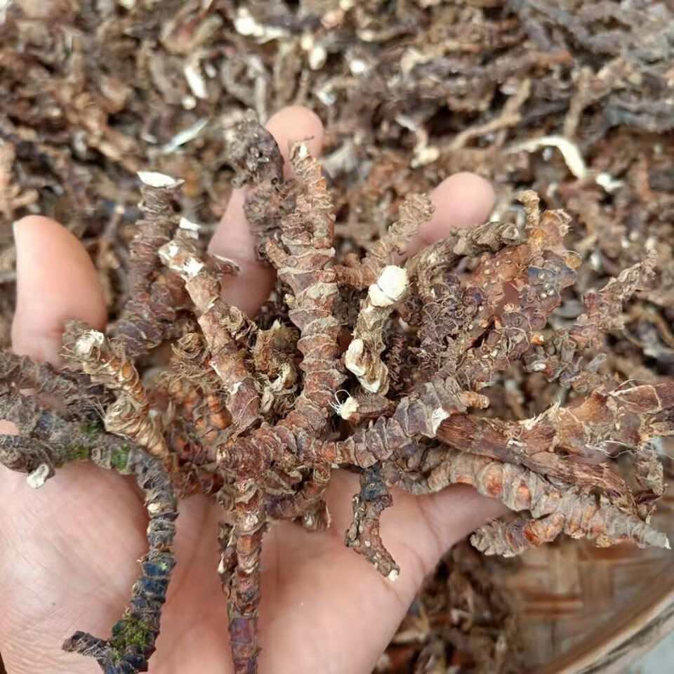 原料野生深山石菖蒲石菖卜中药材山菖蒲石昌蒲个片九节菖蒲药菖蒲干品