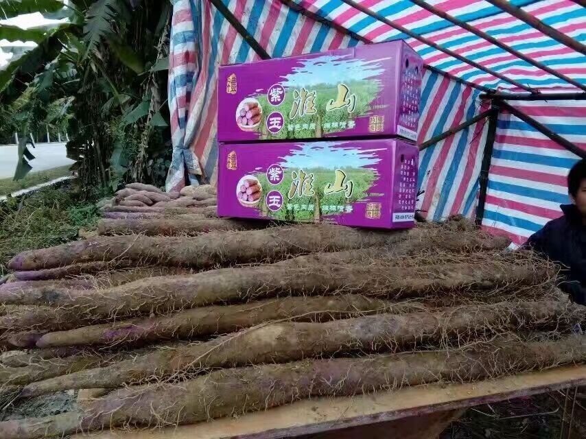 新型山药种植u型槽淮山种植u型槽种山药模具浅生槽定向槽引导槽塑料管