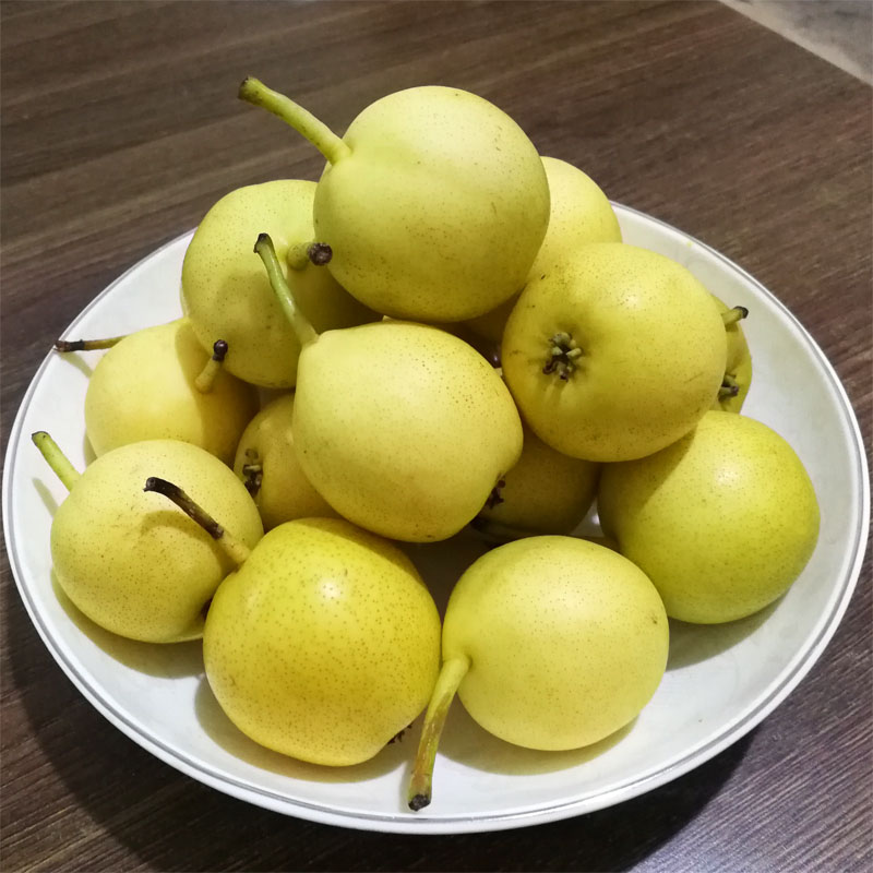 正宗东北小香水梨软濡多汁新鲜水果香梨子东北小蜜果梨 优选果 5斤