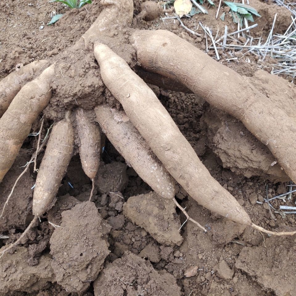 【真空包装】木薯新鲜面包木薯黄肉木薯红皮白肉木薯白皮木薯树薯