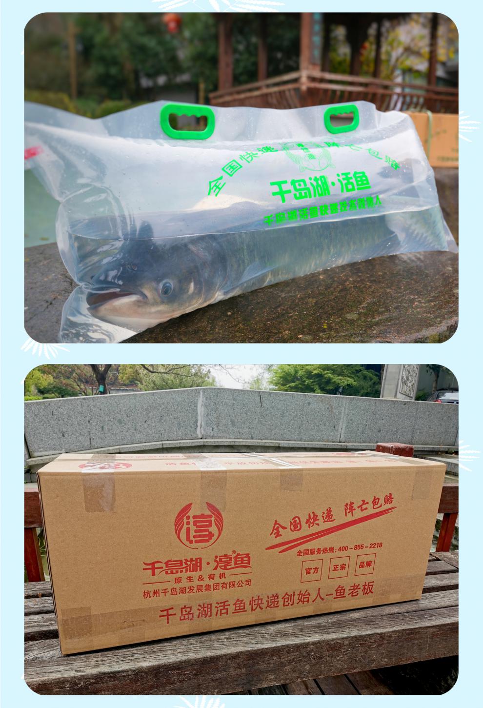 正宗千岛湖淳牌有机鱼王飞飞致富经胖头鱼活鱼快递鳙鱼大头鱼鱼头 30
