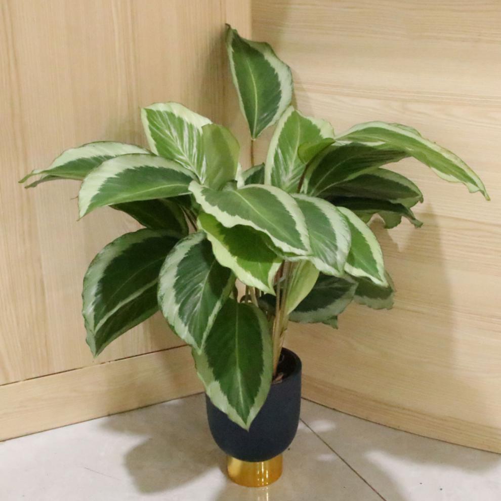 青莲竹芋青苹果孔雀马赛克观叶盆栽净化空气90彩绘盆银纹竹芋含盆