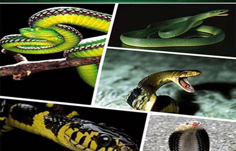 雄黄驱蛇粉硫黄防蛇长效家用室内庭院野外露营养殖场户外硫磺驱蛇 1斤