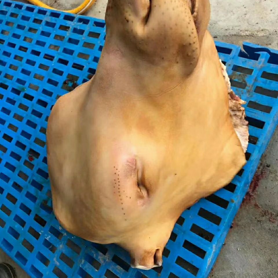 牛头牛头宴专用可带牛舌牛角都有标注新鲜牛头牛肉生鲜20到23斤左右