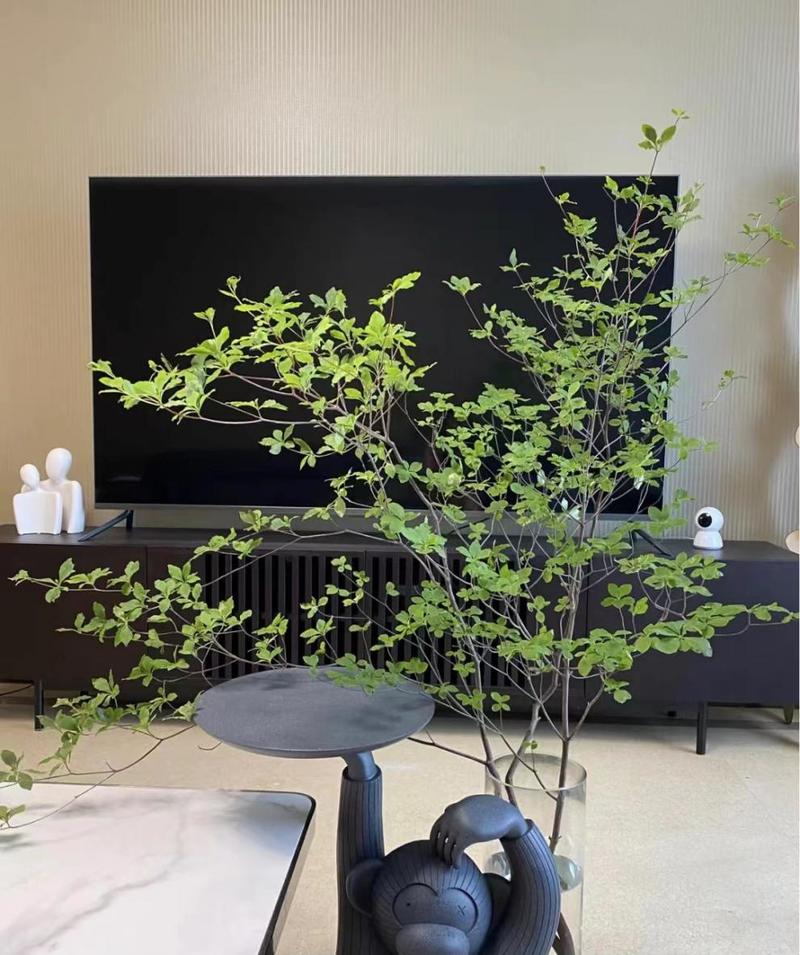 吊钟水培绿植 鲜切水养枝条 客厅植物花卉日式绿森林鲜花f6 吊钟100