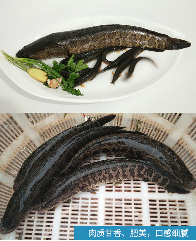 lism新鮮淨膛黑魚烏魚烏鱧斑鱧斑魚生魚術後滋補燉湯酸菜魚水煮魚片1