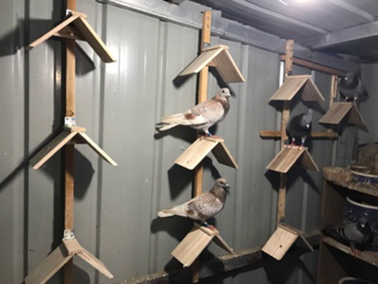 朵芮蜜鸽子站架信鸽用品用具鸽子实木栖架塑料栖架栖息休息架草窝sj2