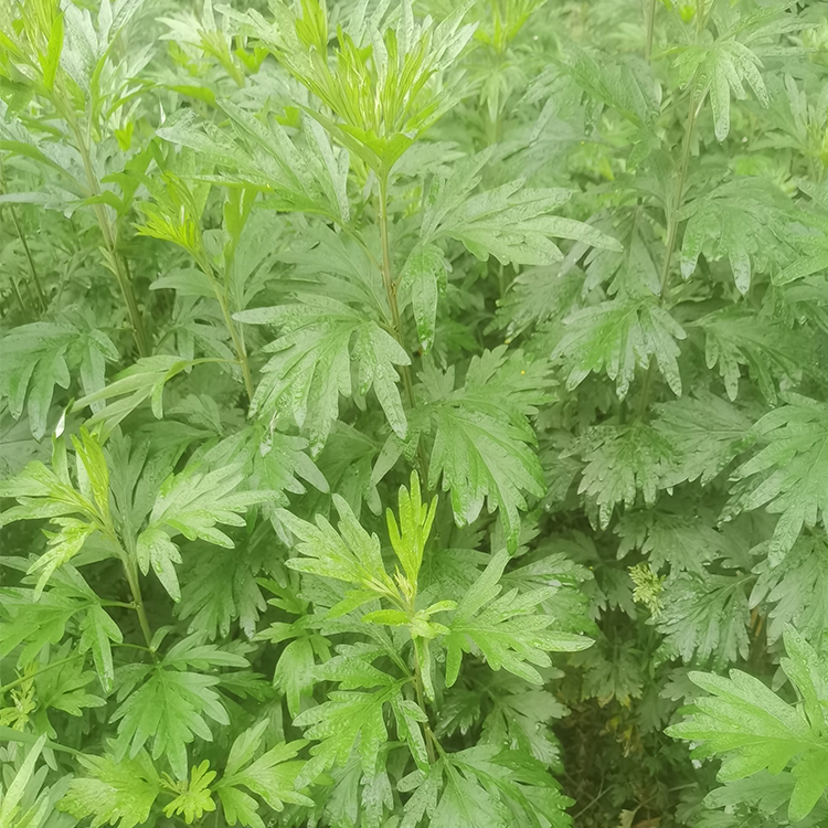 新款新鲜艾草挂门上 四川新鲜野生艾草陈艾苦艾现采现发煮水泡脚泡澡