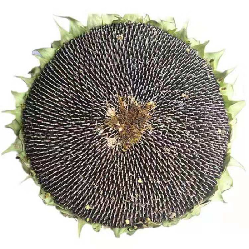 新鲜向日葵花盘葵花籽头带盘湿瓜子盘原味生瓜子葵花头花饼20 晒干葵