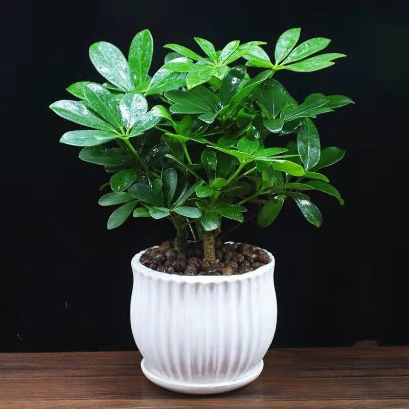 鸭脚木发财树盆栽鸭掌木鹅掌柴八方来财室内绿植花卉四季常青植物 八