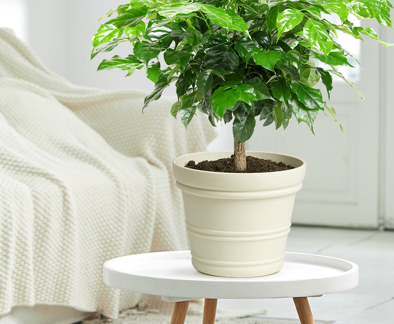 平安树客厅绿宝幸福树盆栽室内办公桌面四季常绿客厅好养绿植 【老桩