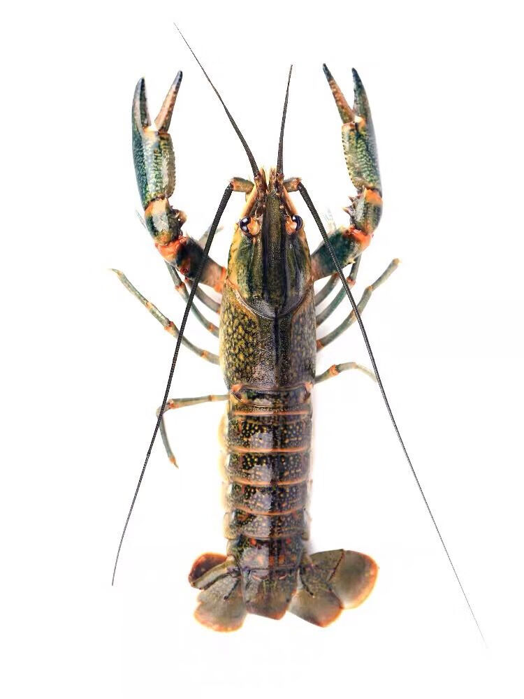 工匠头澳洲淡水龙虾鱼缸养殖宠物蓝龙虾鱼塘红鳌鳌虾可繁殖观赏食用均