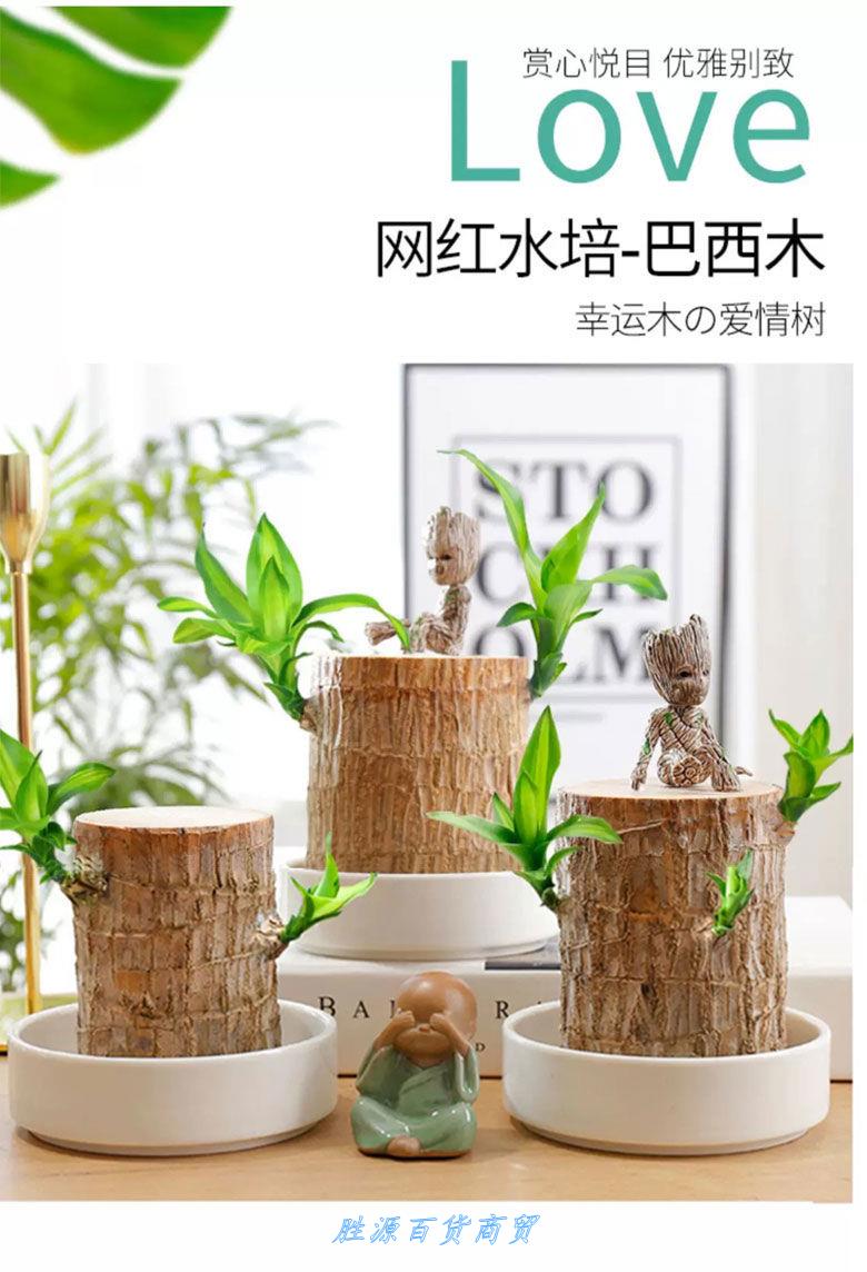 巴旦木盆栽办公绿植巴西木幸运木水养植物室内小盆栽格鲁特懒人好养