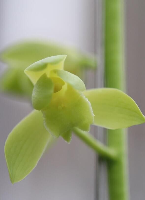 老种蕙兰兰花苗客厅花卉阳台绿植盆栽浓香兰花蕙兰秦王素组培4苗120