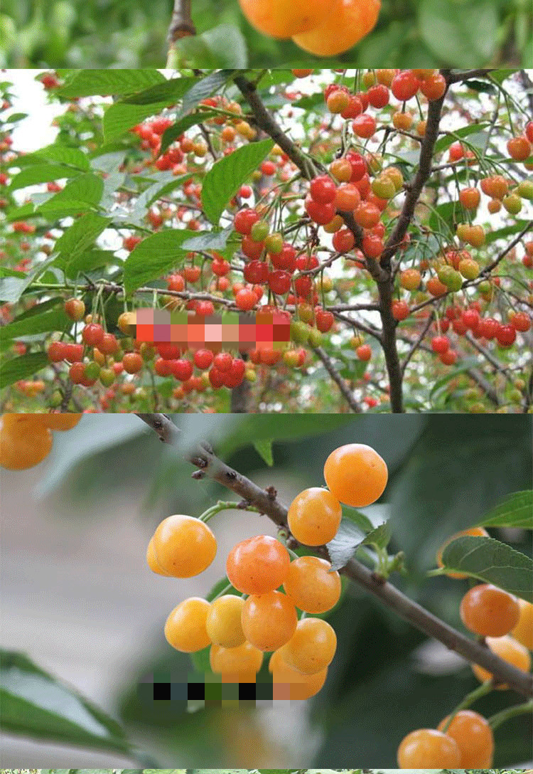 實生小櫻桃樹苗特大農村土櫻桃四川小櫻桃苗草櫻桃苗南方北方種植6年