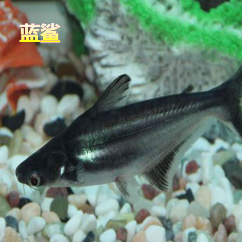 热带观赏大型淡水蓝鲨短身汗鲨虎头白化鲨大白鲨汗鲨活体鱼鲨水财神