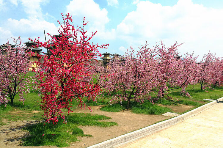 迎新必备真桃落地假花造景装饰仿真桃花树塑料花客厅摆件干花单支北极