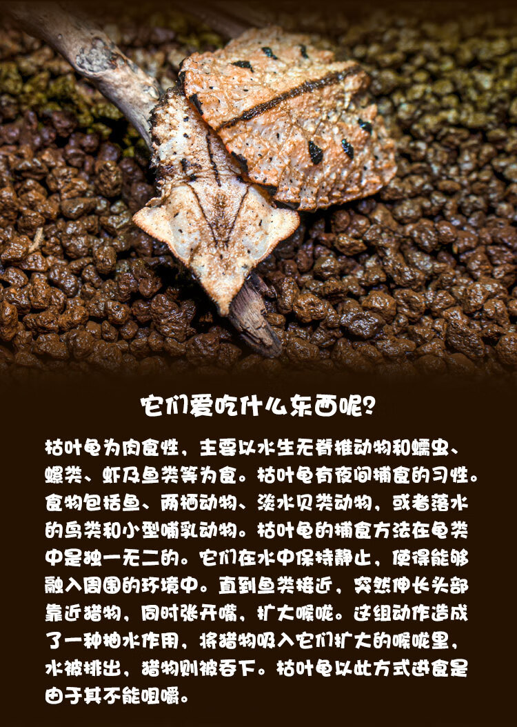 ajaj黑玛塔活体枯叶龟红玛塔深水观赏网红宠物龟全品健康开食水族全品