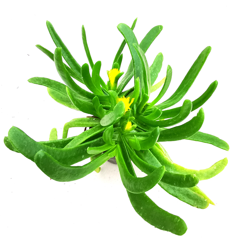 花龙园艺 佛手托金 佛手掌开花大株 多肉植物 番杏科 10cm冠幅3头