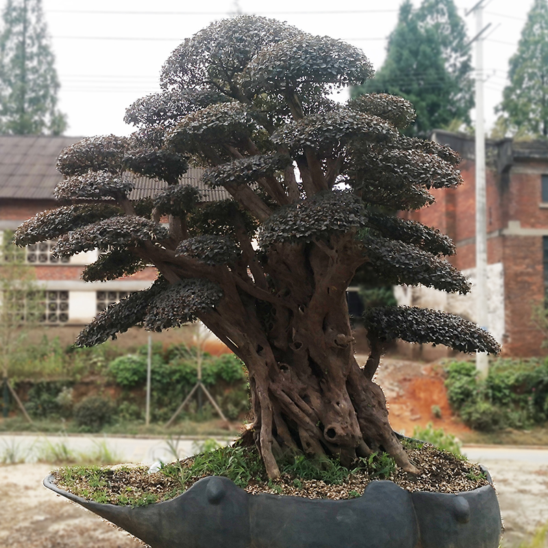 大型造型盆景红花檵木园林绿化别墅庭院红继木老桩 浅灰色 不含盆