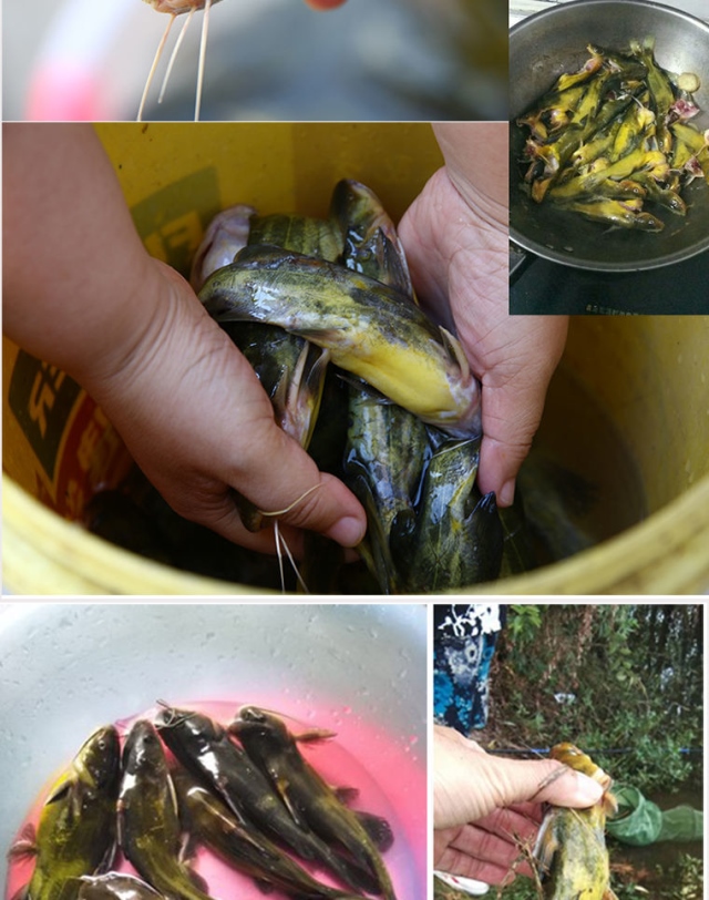 黄辣丁饵料鱼窝料黄骨鱼窝料昂刺鱼嘎鱼野钓通杀鱼食饲料酒米药打