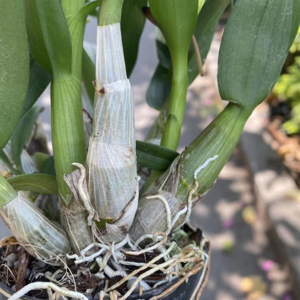 澳洲香水石斛兰盆栽 水培 红泼墨石斛兰带花苞室内好养带盆栽好绿植