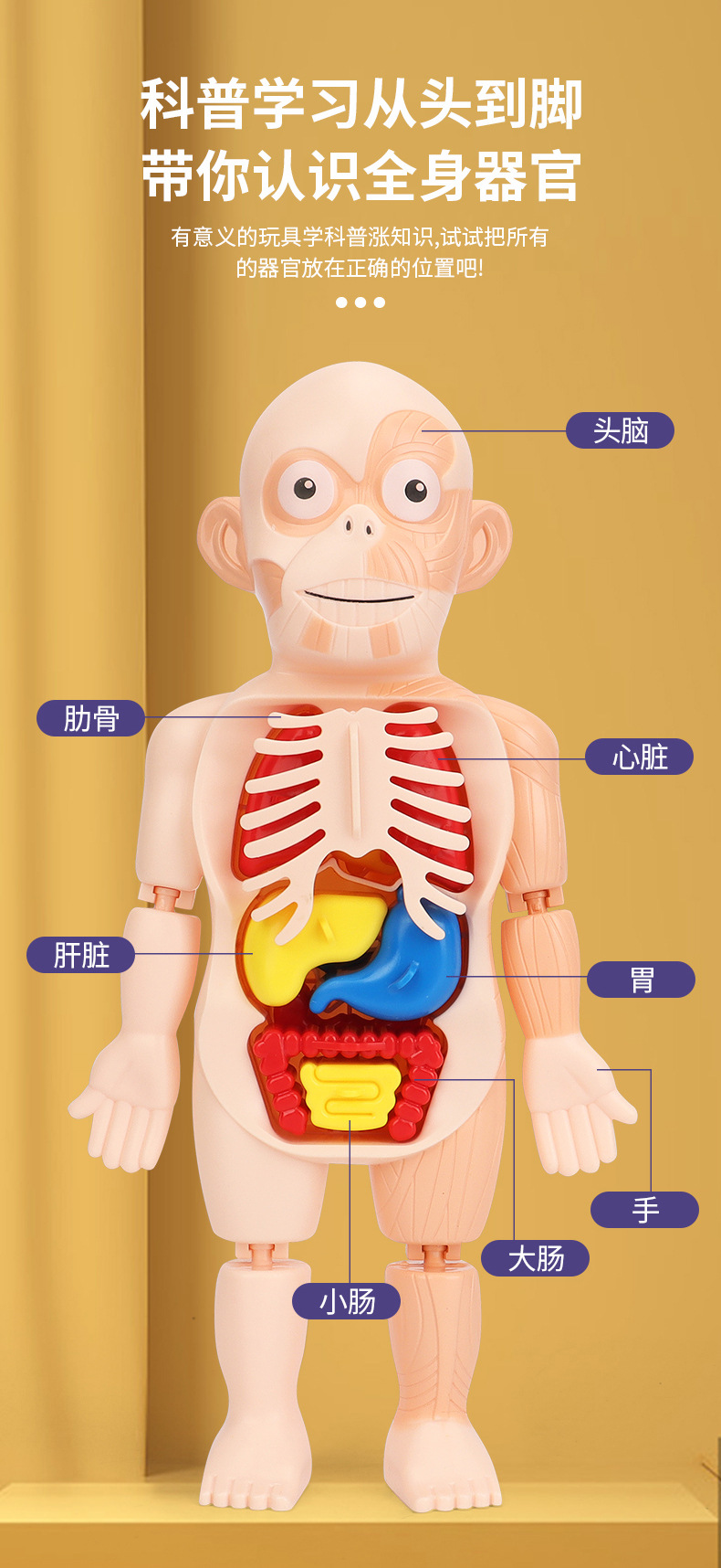 人体模型器官【图片 价格 品牌 报价】