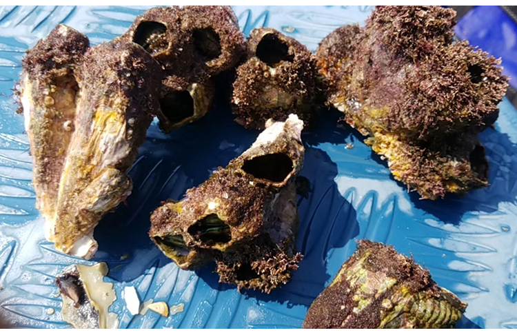 豆乐奇 藤壶鲜活海鲜贝壳特大超大雀嘴滕壶曲嘴老婆牙锉火山口5斤装