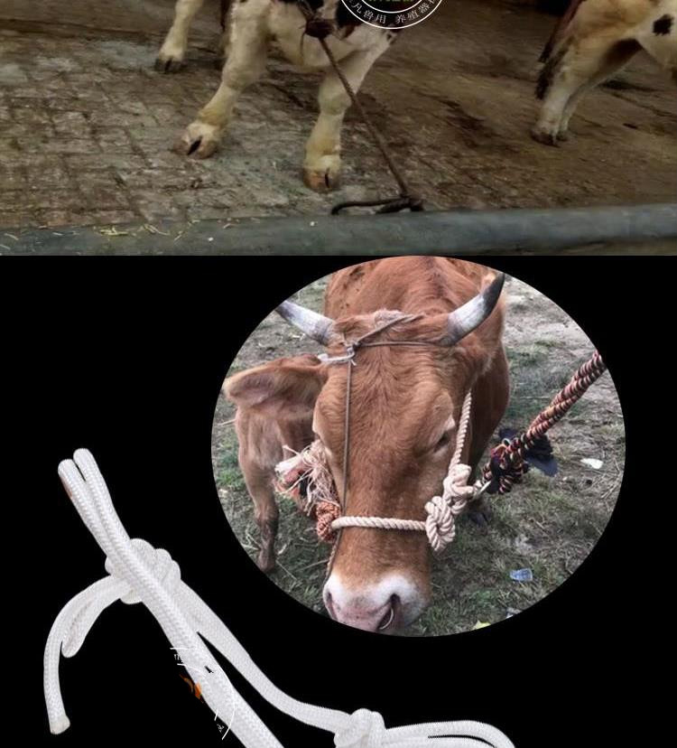 绳子牵牛绳牵马绳牛龙头龙套牛缰绳加厚牛笼头套的拴牛绳简易 白笼头