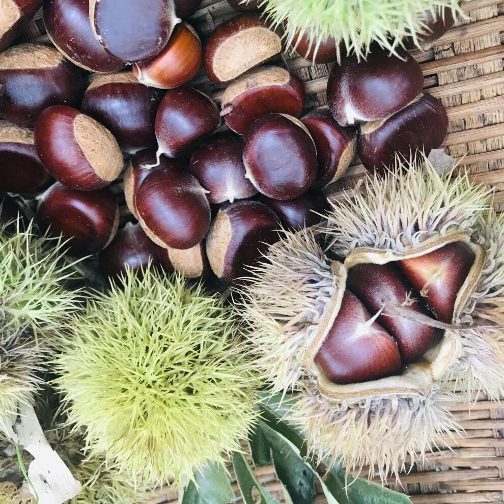 【顺丰产地只发】2021新鲜生板栗贵州土特产农家自种新鲜水果毛栗子