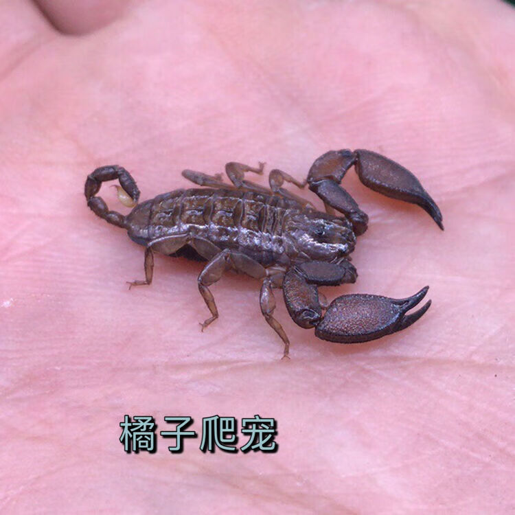 采缇爬宠蝎子活体八重山蝎子成体13cm单性繁殖蝎无需交配可产子3cm成