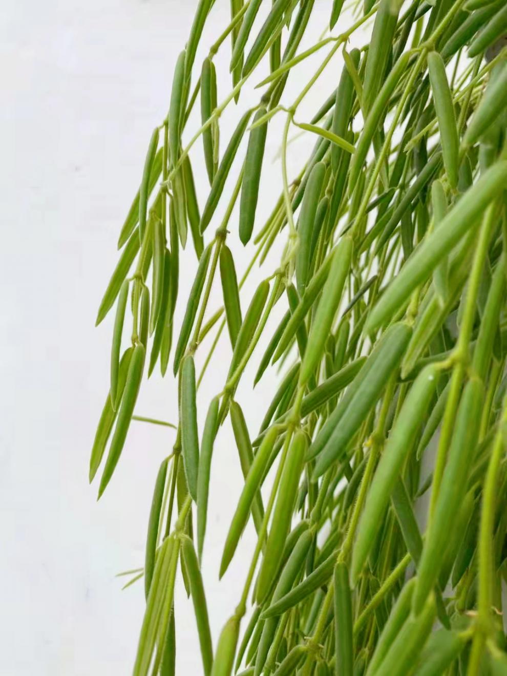 【生命力强】红叶丝苇热带雨林仙人掌昙花不怕晒垂吊植物盆栽玉珊瑚晒