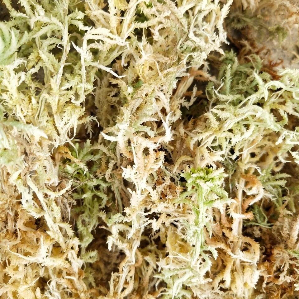 水苔专用兰花兰草蝴蝶兰专用养花青苔花卉营养土批发水苔晒干-汐岩 1