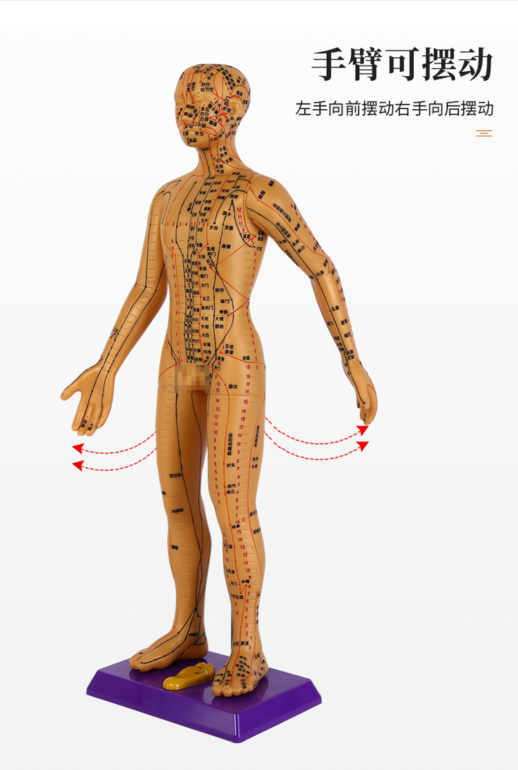 人体针灸穴位模型标数字刻字男女全身人体经络可针扎58厘米金色女模型