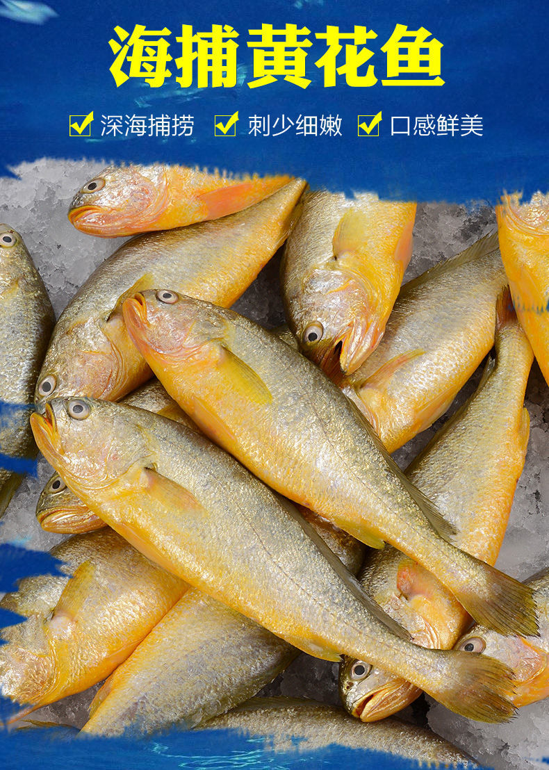 小黄鱼新鲜冷冻黄鱼鲜活黄花鱼速冻小黄花鱼东海中号整箱海鱼海鲜华海