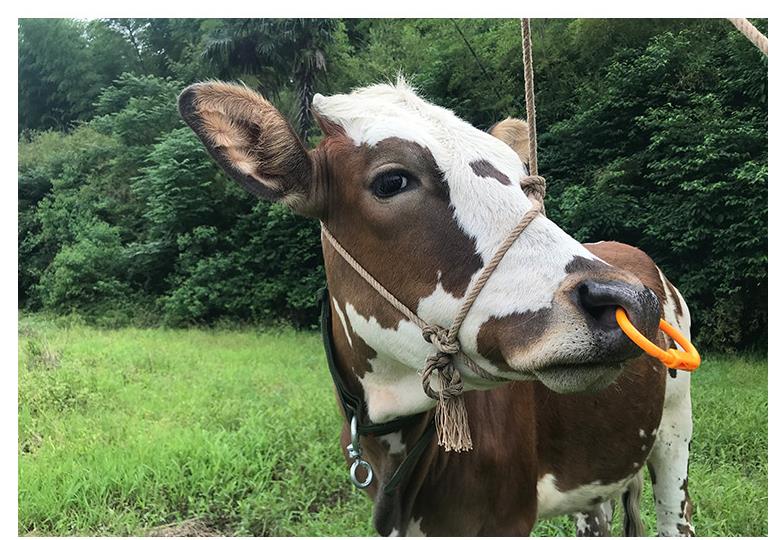 塑料牛鼻环兽用器械养牛用品牛鼻穿孔牛鼻圈拴牛圈牛鼻子牵引工具