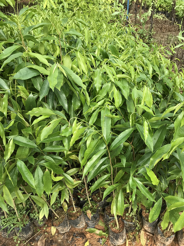 奇楠沉香树苗名贵苗木种子苗奇楠实生苗沉香小苗大杯苗 40-50cm奇楠