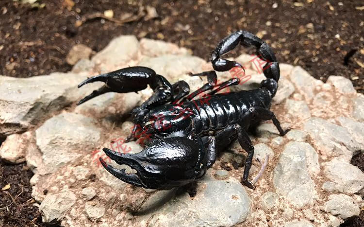 亚洲宠物蝎子雨林蝎宠物蝎公母繁殖组包活爬宠异宠超大黑蝎子温顺