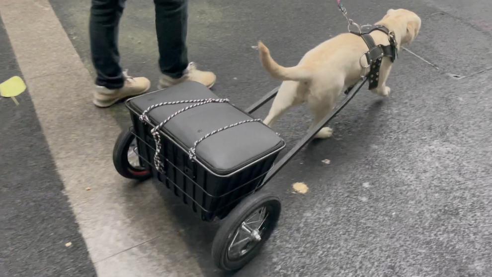 狗拉车买菜中型犬拉车 柴犬德牧 买菜工作犬拖车 柴犬 边牧狗车