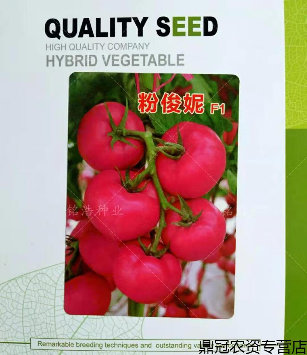 菜友荷兰进口番茄种子抗ty早熟大粉硬果高产西红柿种籽早春越冬粉俊妮
