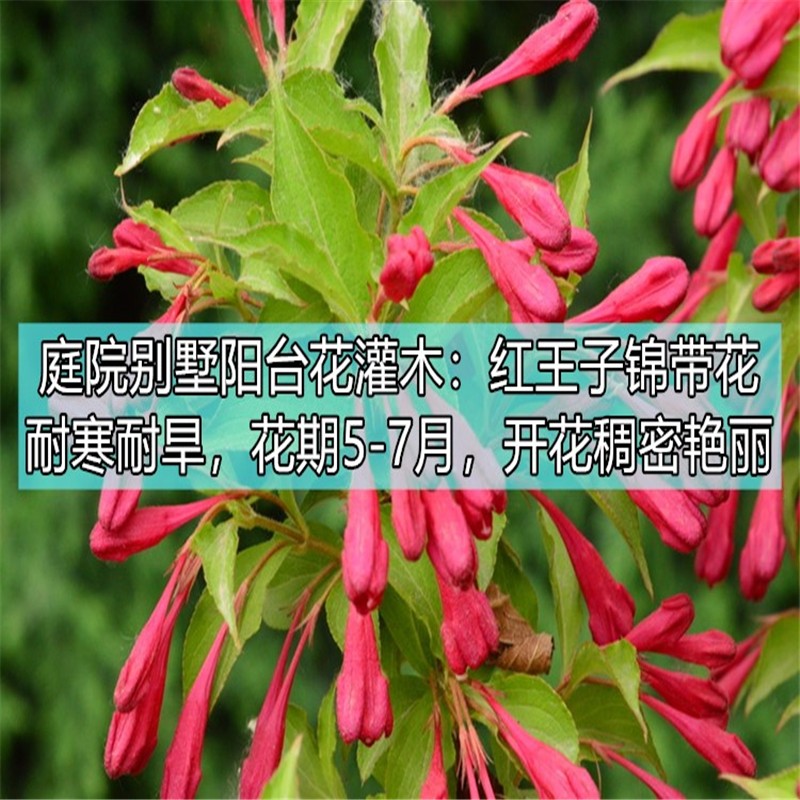 红王子锦带盆栽地栽庭院花灌木当年开花园林绿化大苗耐寒户外花树 红