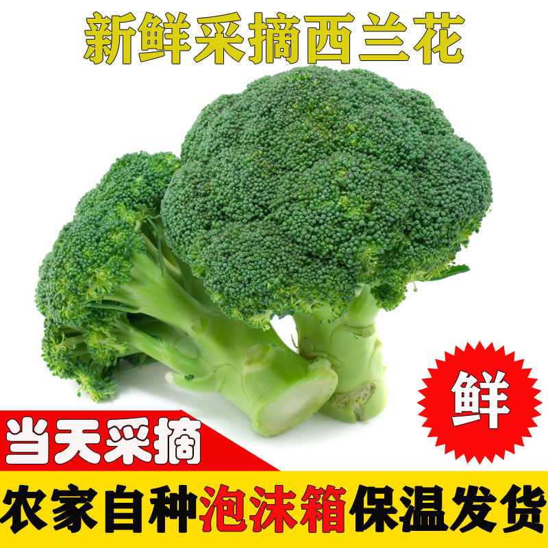 新鲜西蓝花西兰花蔬菜整箱绿花菜健身蔬菜减脂现摘青花菜新鲜采摘西