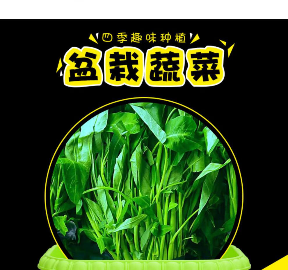 櫻桃蘿蔔蔬菜種子土培蔬菜籽種菜盆栽香菜芹菜冰菜油菜兒童幼兒園 胡