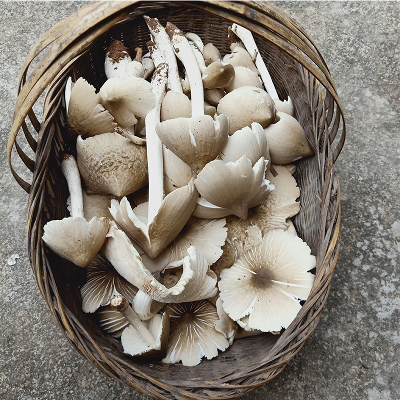 重庆山珍野生鸡枞菌菇蘑菇新鲜食用菌现摘野生菌伞把菇斗鸡菇500g