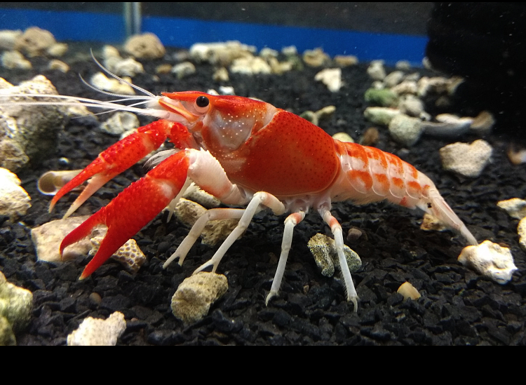 观赏虾活体活物龙纹鳌虾淡水虾天空蓝魔小龙虾蓝鳌虾特萨努侏儒虾家养