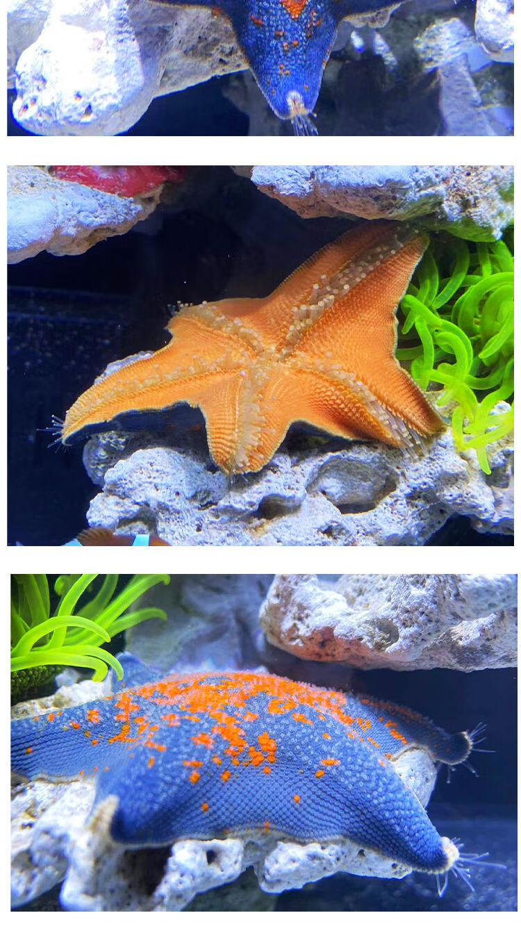 宠以沫chongyimo海星活宠物活体野生海水鱼缸迷你海洋生物观赏动物活