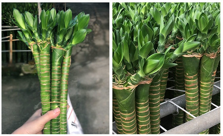 多头龙竹富贵竹植物水养客厅盆栽观音大叶节节高带根室内种植 35厘米