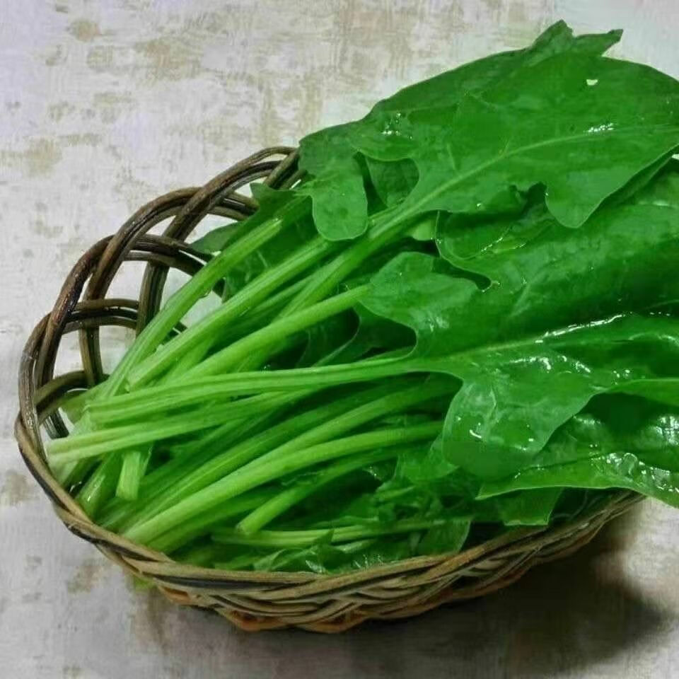 现摘现发菠菜新鲜蔬菜红根时令蔬菜大全食材配菜矮脚波菜3斤